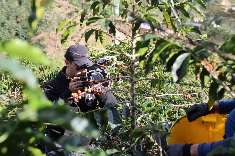 Registro documental entre cultivos de café