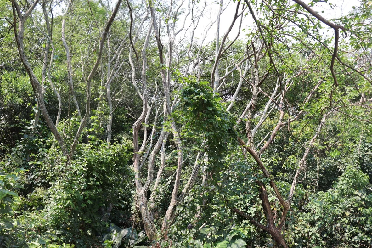 Paisaje ambiental de la ladera